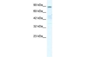 Western Blotting (WB) image for anti-Potassium Voltage-Gated Channel, KQT-Like Subfamily, Member 2 (KCNQ2) antibody (ABIN2461151) (KCNQ2 antibody)