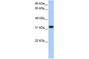 WB Suggested Anti-ETFA Antibody Titration: 0. (ETFA antibody  (N-Term))