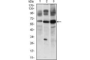 Western blot analysis using CFLAR mouse mAb against JURKAT (1), 3T3L1 (2) and RAJI (3) cell lysate. (FLIP antibody  (AA 100-251))