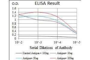 HAS3 antibody  (AA 312-364)