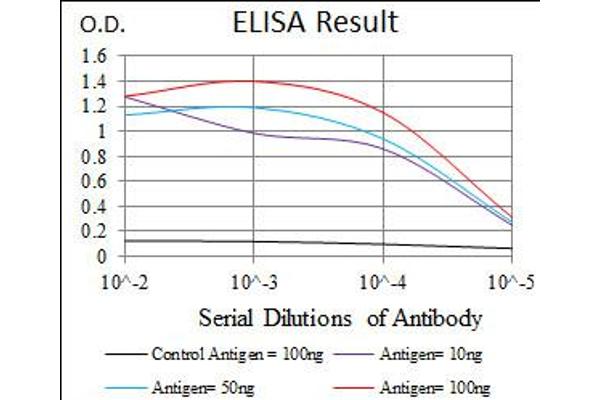 HAS3 antibody  (AA 312-364)