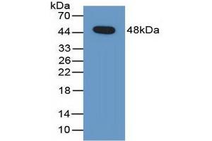 Detection of Recombinant PEDF, Human using Polyclonal Antibody to Pigment Epithelium Derived Factor (PEDF) (PEDF antibody  (AA 21-415))