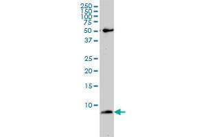 ATP5E monoclonal antibody (M01), clone 2F3 Western Blot analysis of ATP5E expression in SW-13 . (ATP5E antibody  (AA 1-51))