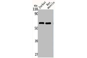 Western Blot analysis of Jurkat RAT-MUSCLE cells using CYP4Z1/2 Polyclonal Antibody (CYP4Z2P antibody  (Internal Region))