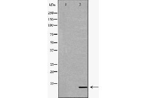Western Blotting (WB) image for anti-Cytochrome C, Somatic (CYCS) (N-Term) antibody (ABIN6261159)