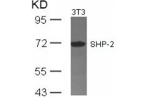 Image no. 3 for anti-Protein tyrosine Phosphatase, Non-Receptor Type 11 (PTPN11) (Tyr542) antibody (ABIN197594)