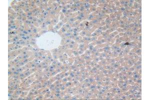 IHC-P analysis of Mouse Liver Tissue, with DAB staining. (CLEC10A antibody  (AA 69-273))