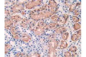 IHC-P analysis of Mouse Kidney Tissue, with DAB staining. (IL17RE antibody  (AA 457-630))