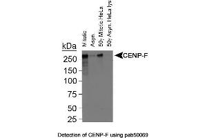 Image no. 1 for anti-Centromere Protein F (CENPF) (C-Term) antibody (ABIN363378)
