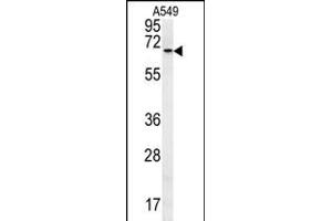 DHX58 Antibody (N-term) (ABIN651621 and ABIN2840330) western blot analysis in A549 cell line lysates (35 μg/lane).