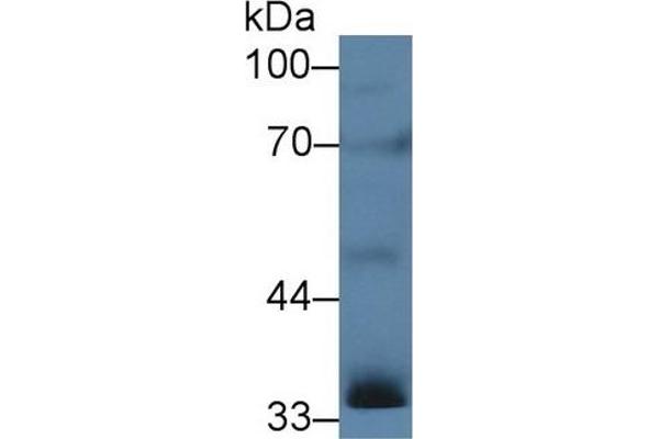 Inhibin alpha antibody  (AA 25-363)