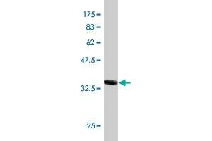 Western Blot detection against Immunogen (36. (AKAP4 antibody  (AA 1-100))