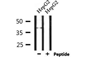 Western blot analysis of extracts from HepG2, using NEIL2 Antibody. (NEIL2 antibody  (Internal Region))