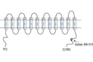 Representative domain view of the target of ABIN7043672.