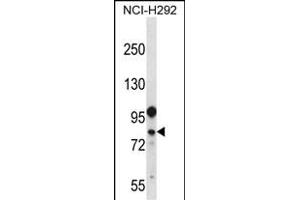 anti-DEAD (Asp-Glu-Ala-Asp) Box Polypeptide 3, Y-Linked (DDX3Y) (AA 90-119), (N-Term) antibody
