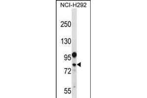 DDX3Y Antibody (N-term) (ABIN656714 and ABIN2845943) western blot analysis in NCI- cell line lysates (35 μg/lane).