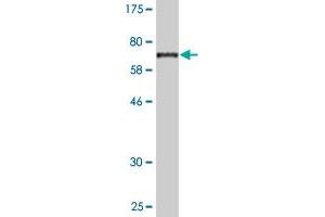 Western Blot detection against Immunogen (71. (TRAF1 antibody  (AA 1-416))