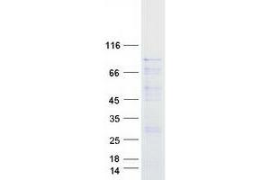 Validation with Western Blot (RAF1 Protein (Myc-DYKDDDDK Tag))