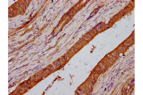 LMO7 antibody  (AA 1301-1465)