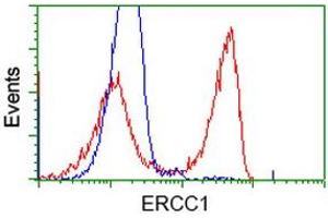 HEK293T cells transfected with either RC200478 overexpress plasmid (Red) or empty vector control plasmid (Blue) were immunostained by anti-ERCC1 antibody (ABIN2453001), and then analyzed by flow cytometry. (ERCC1 antibody)