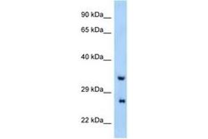 Image no. 1 for anti-Proline Rich Gla (G-Carboxyglutamic Acid) 4 (Transmembrane) (PRRG4) (AA 21-70) antibody (ABIN6748083)