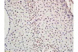 POLE antibody  (AA 101-200)