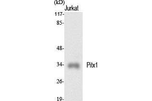 Western Blot (WB) analysis of specific cells using Pitx1 Polyclonal Antibody. (PITX1 antibody  (Internal Region))