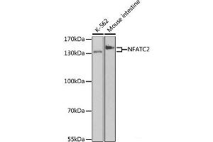 Western blot analysis of extracts of various cell lines using NFATC2 Polyclonal Antibody at dilution of 1:500. (NFAT1 antibody)