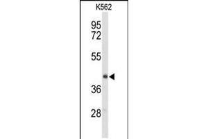 Western blot analysis of ENTPD2 Antibody in K562 cell line lysates (35ug/lane) (ENTPD2 antibody  (N-Term))