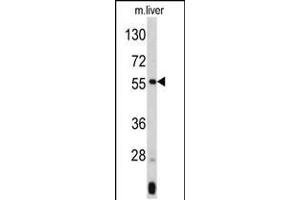 Western blot analysis of ANGPTL3 Antibody (N-term) (ABIN390666 and ABIN2840961) in mouse liver tissue lysates (35 μg/lane). (ANGPTL3 antibody  (N-Term))