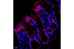 Immunofluorescent analysis of paraffin embedded rat colon using PMCA1 (ABIN7073155) at dilution of 1: 500 (ATP2B1 antibody)