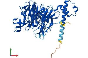 AlphaFold protein structure predicition of Mouse Recombinant Klhdc1 Protein, UniprotID Q80YG3 (KLHDC1 Protein (AA 1-406) (His tag))