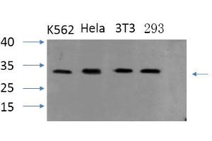 Western Blotting (WB) image for anti-PYD and CARD Domain Containing (PYCARD) antibody (ABIN5962406) (PYCARD antibody)