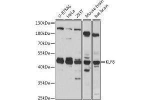 Western blot analysis of extracts of various cell lines, using KLF8 antibody (ABIN7268158) at 1:1000 dilution.