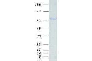 Validation with Western Blot (HSP70 1A Protein (Myc-DYKDDDDK Tag))