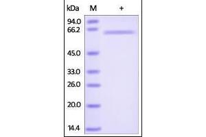 Human DcR3, Fc Tag on SDS-PAGE under reducing (R) condition.