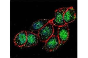 Confocal immunofluorescent analysis of FOXA2 antibody with HeLa cells followed by Alexa Fluor 488-conjugated goat anti-rabbit lgG (green). (FOXA2 antibody  (AA 380-407))