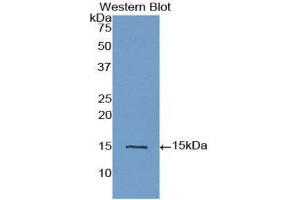 Western Blotting (WB) image for anti-Inhibin, beta A (INHBA) (AA 311-426) antibody (ABIN1859451) (INHBA antibody  (AA 311-426))
