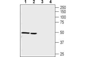 Western blot analysis of mouse (lanes 1 and 3) and rat (lanes 2 and 4) brain lysates:1,2.
