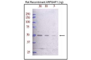 Western blot analysis of ARFG Antibody (C-term) (ABIN388996 and ABIN2839226) against rat recombinant ARFG (30, 10, and 3 ng/lane, left to right).