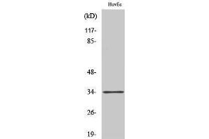 Western Blotting (WB) image for anti-Olfactory Receptor, Family 5, Subfamily M, Member 11 (OR5M11) (C-Term) antibody (ABIN3176622) (OR5M11 antibody  (C-Term))