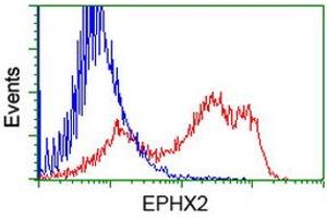 HEK293T cells transfected with either RC202489 overexpress plasmid (Red) or empty vector control plasmid (Blue) were immunostained by anti-EPHX2 antibody (ABIN2452992), and then analyzed by flow cytometry. (EPHX2 antibody)