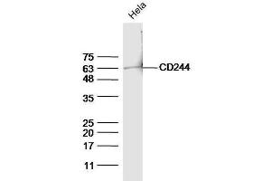 HeLa cell lysates probed with Anti-CD244(Tyr271) Polyclonal Antibody, Unconjugated  at 1:5000 for 90 min at 37˚C. (2B4 antibody  (pTyr271))