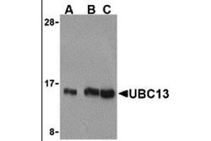 Western Blotting (WB) image for anti-Ubiquitin-Conjugating Enzyme E2N (UBE2N) (C-Term) antibody (ABIN1030789) (UBE2N antibody  (C-Term))