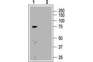 Western blot analysis of rat brain membranes: - 1. (CNGA3 antibody  (C-Term, Intracellular))
