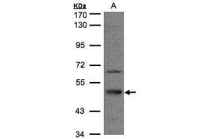 WB Image Sample(30 μg of whole cell lysate) A:HeLa S3, 7. (Septin 7 antibody)