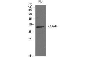 Western Blot (WB) analysis of KB cells using CD244 Polyclonal Antibody. (2B4 antibody  (Internal Region))