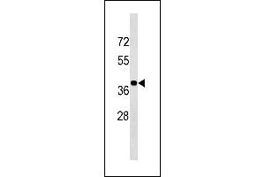 BLVRA Antibody (Center Y83) (ABIN1881115 and ABIN2843340) western blot analysis in K562 cell line lysates (35 μg/lane). (Biliverdin Reductase antibody  (AA 61-89))