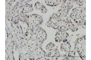 Immunostaining (ISt) image for anti-Geminin, DNA Replication Inhibitor (GMNN) (AA 110-209) antibody (ABIN565518)