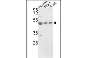 Western blot analysis of PDIA6 Antibody (Center ) (ABIN390609 and ABIN2840921) in NCI-, MCF-7,  cell line lysates (35 μg/lane).